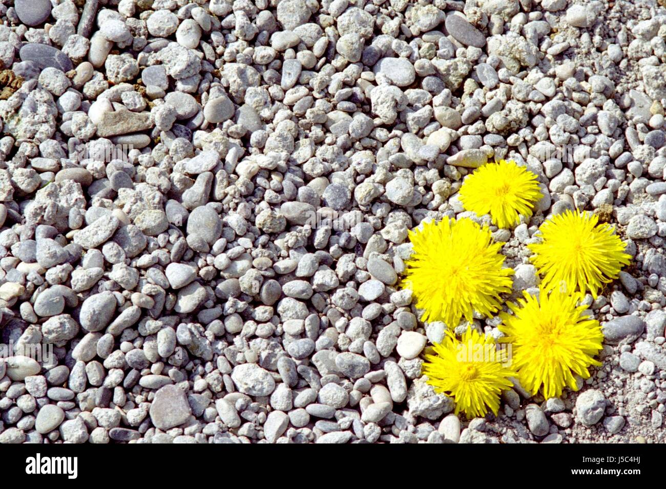 Fiore di Pietra fiori fiori piante ghiaia tarassaco pietroso ciottoli di spurgo grigio Foto Stock