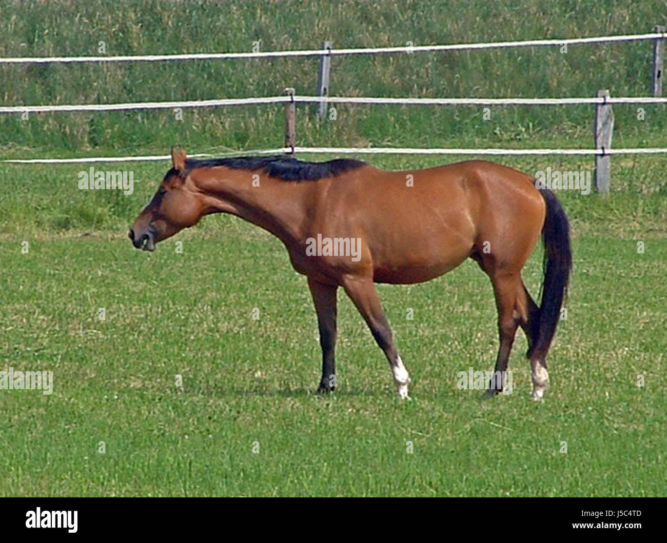 Cavallo animali animali cavalli tele erba di prato prato verde della natura willow Foto Stock