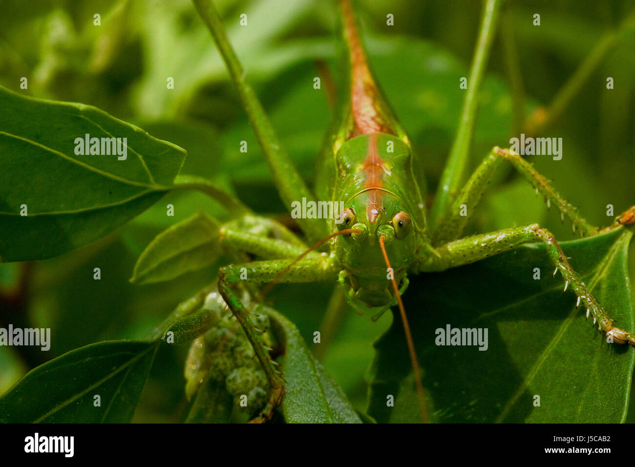 Grasshopper cricket baser groes heupferd tettigonia viridissmia heus hrecke Foto Stock