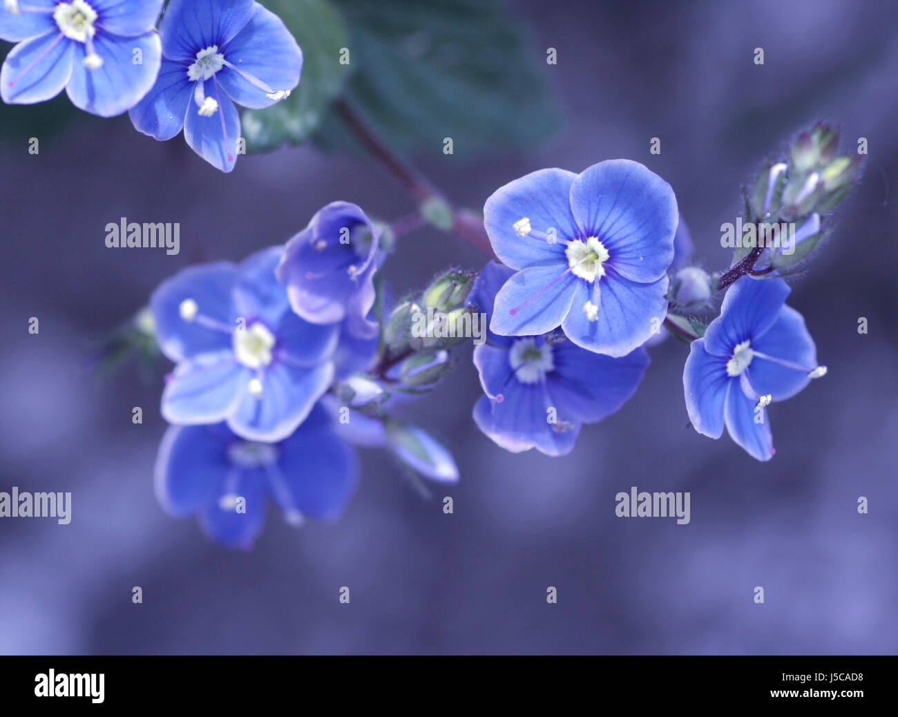 Blue macro close-up di ammissione macro vista ravvicinata di piante e fiori viola flora Foto Stock