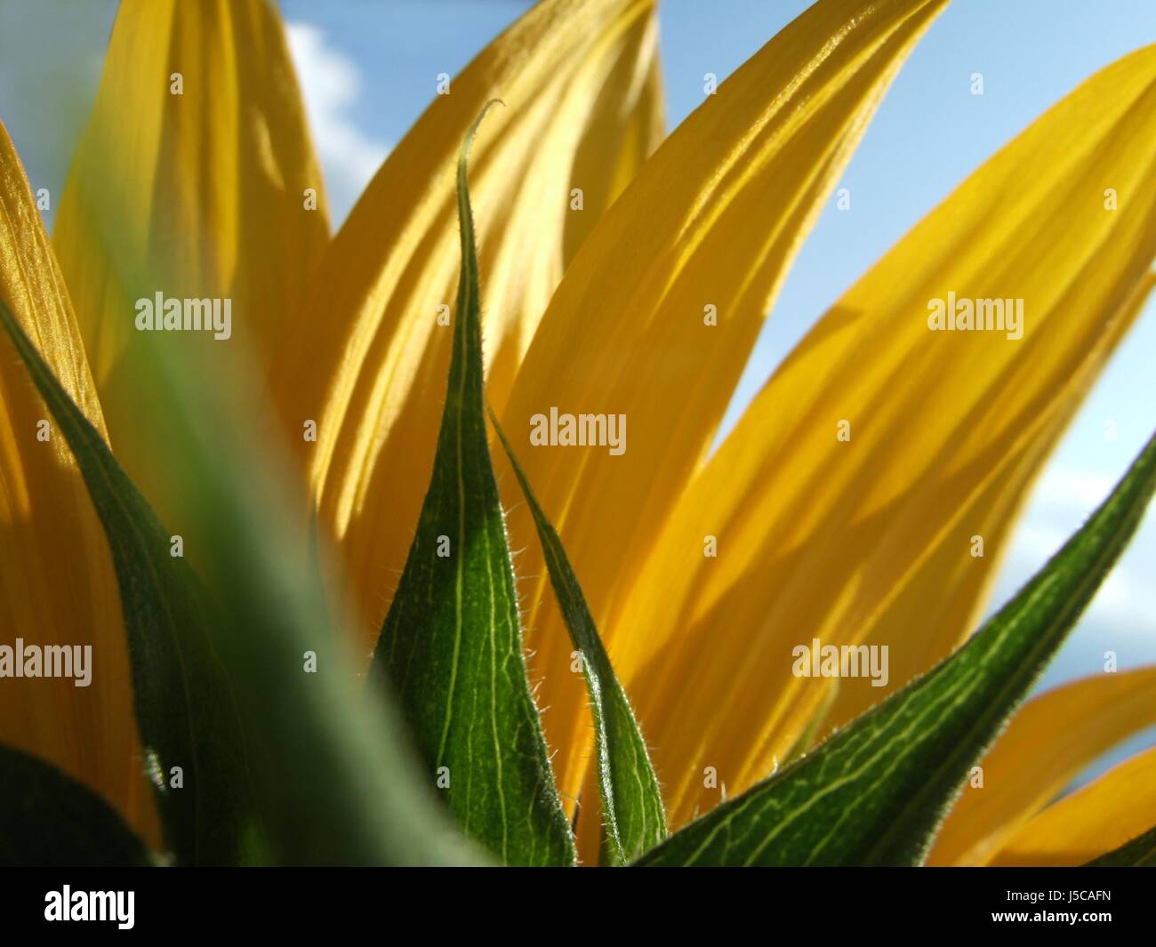 Macro Close-up di ammissione macro vista ravvicinata verde fiore pianta di girasole Foto Stock