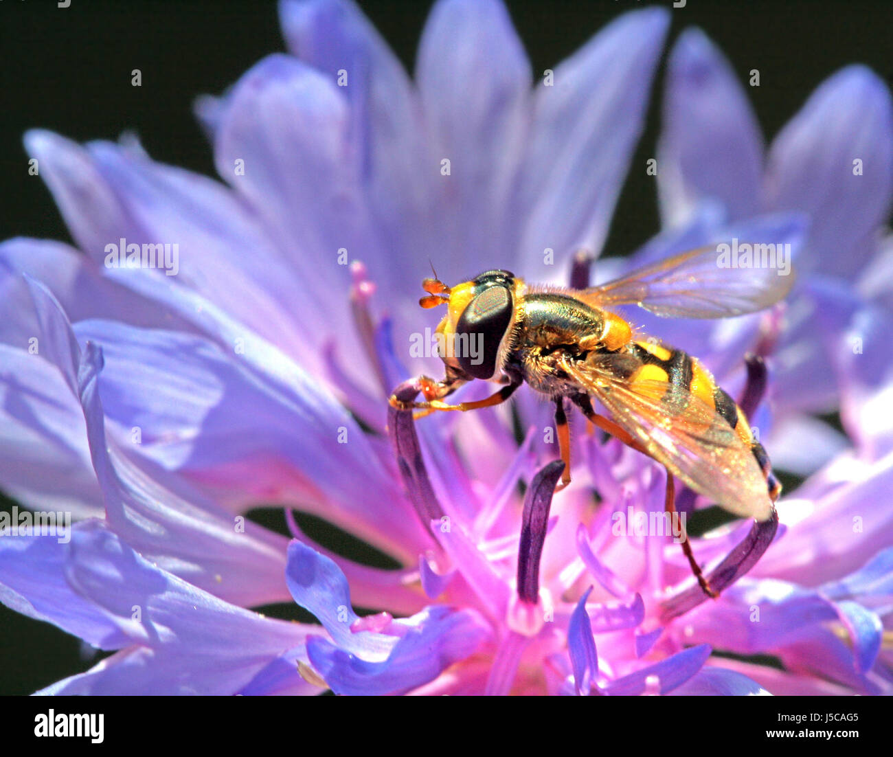 hoverfly Foto Stock