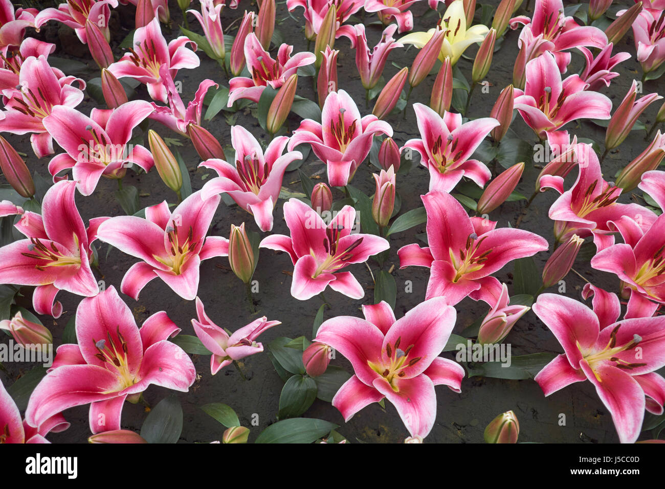 Bouquet con decine di disposti e aprire, lussureggianti rosso e gigli rosa (Lilium) Foto Stock