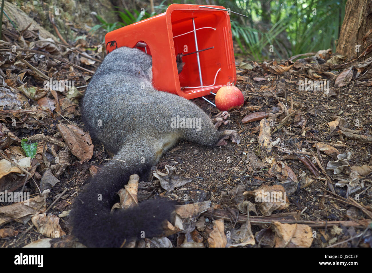 Conservazione in Nuova Zelanda - dead brushtail possum in una boccola di pest trap con esche di Apple Foto Stock