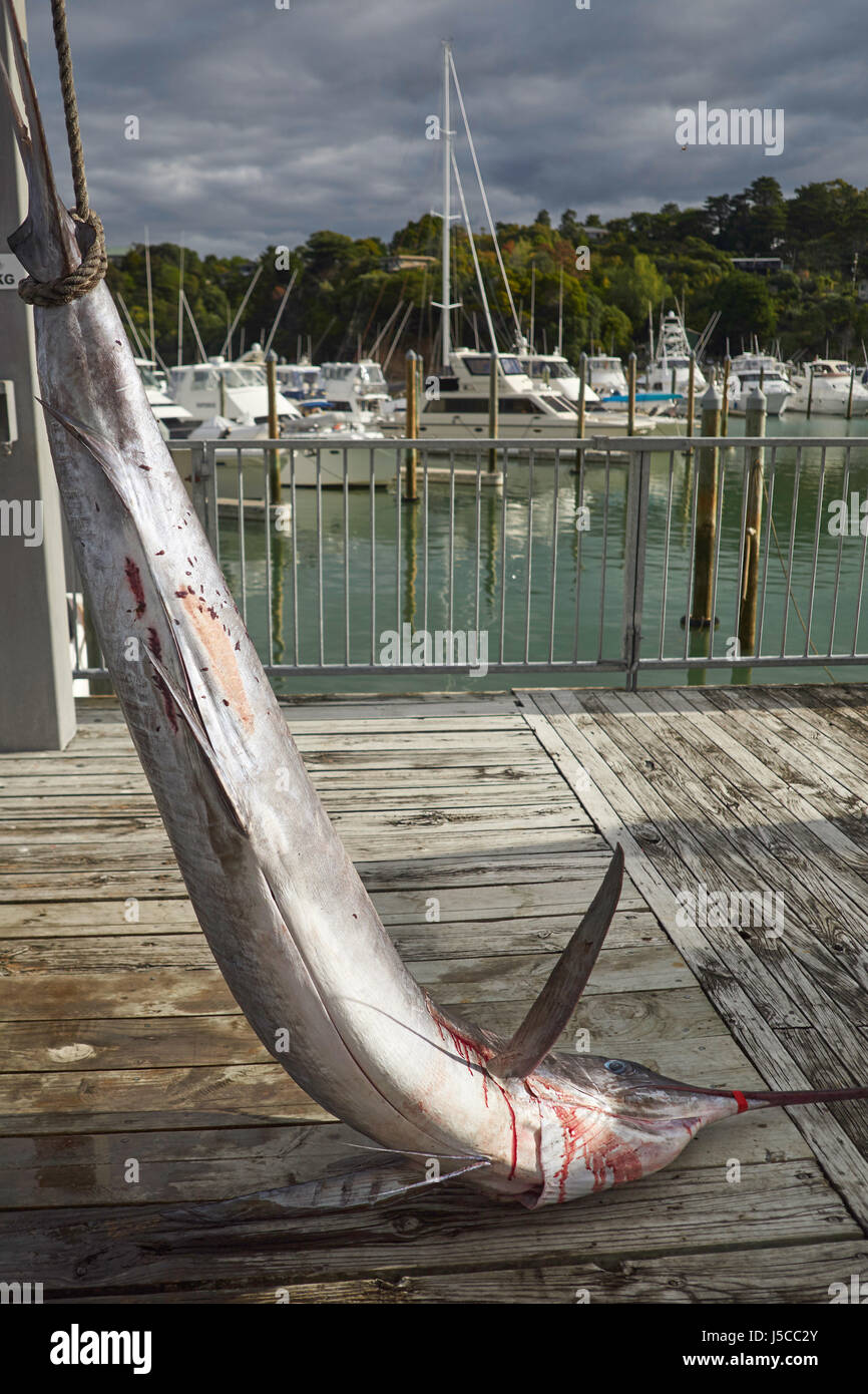 Striped Marlin catturati in una gara di pesca a Tutukaka, Northland e Nuova Zelanda Foto Stock