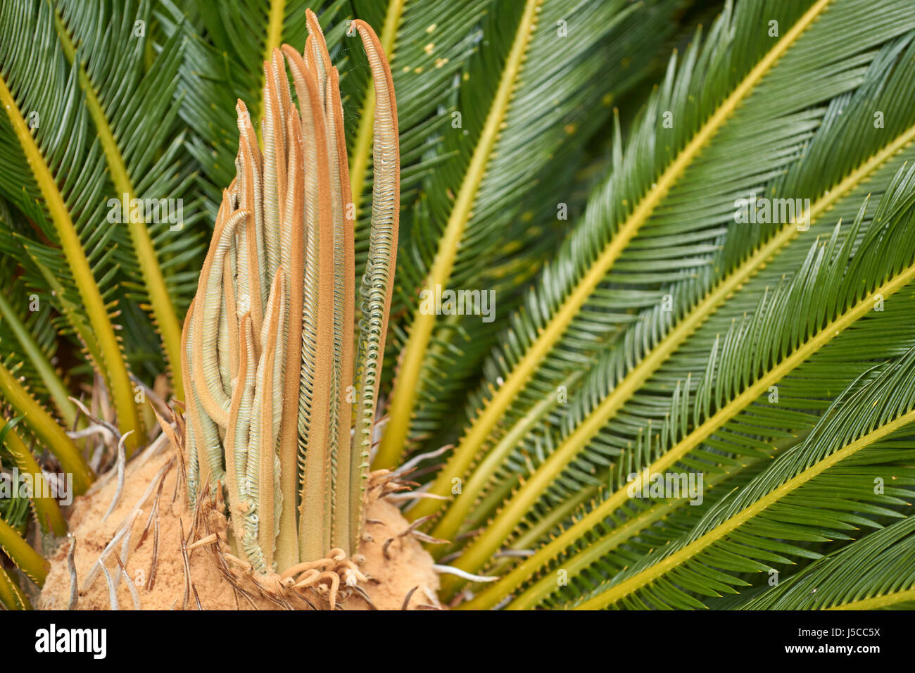 Primo piano di un .cycad (sago palm) impianto nella luce del sole Foto Stock