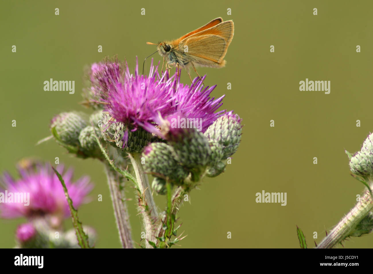 Farfalla insetto pelle falena cespuglioso succhiare antenna proboscide ingestione orange aspirato Foto Stock