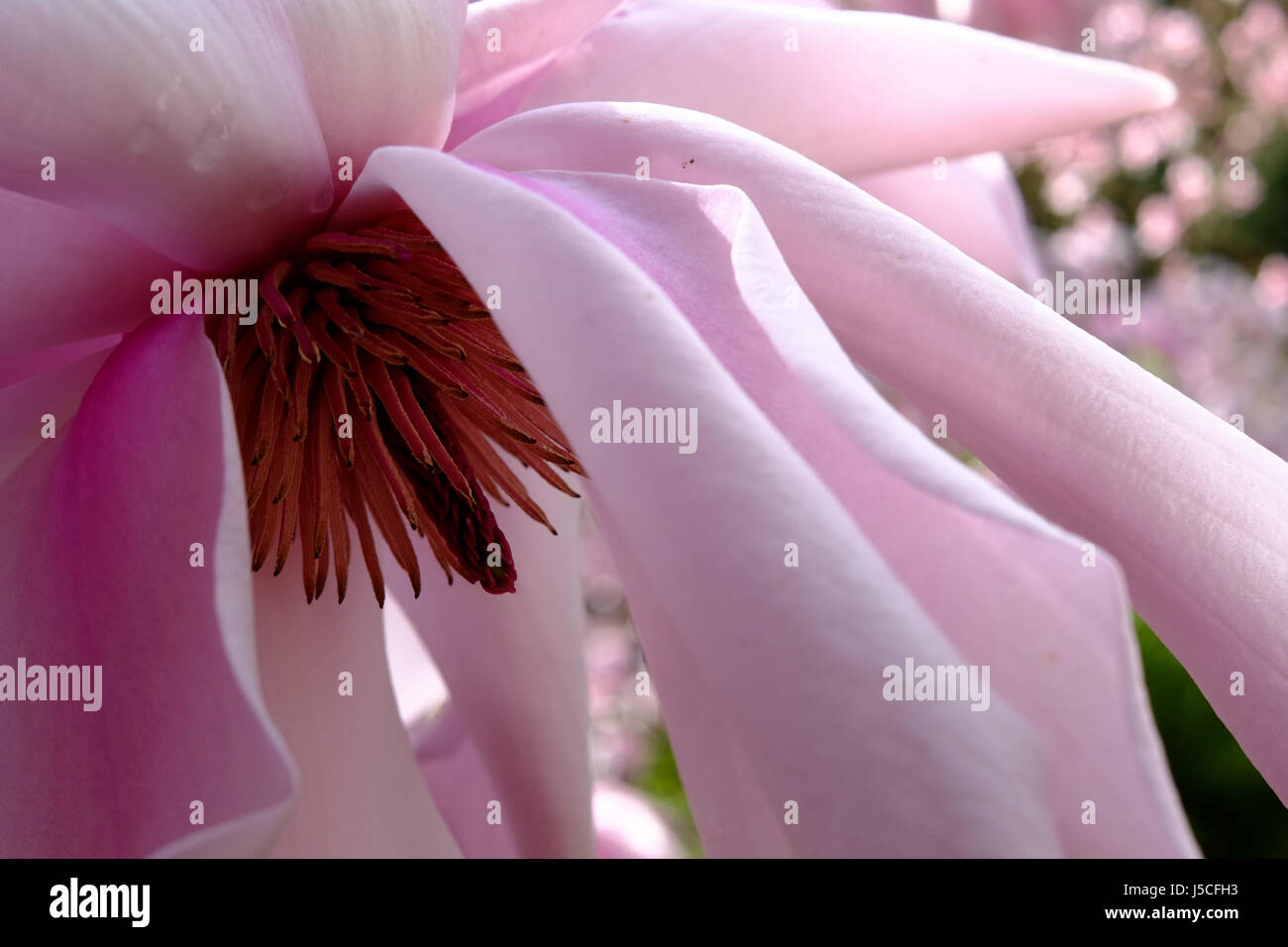 In prossimità di una magnolia Foto Stock