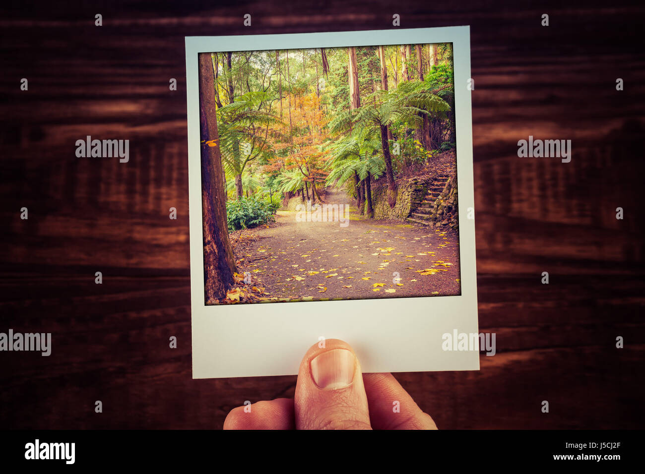 Mano azienda polaroid fotografia di scena in autunno in Giardino Australiano con copia spazio. I ricordi di viaggio di buoni vecchi tempi Foto Stock