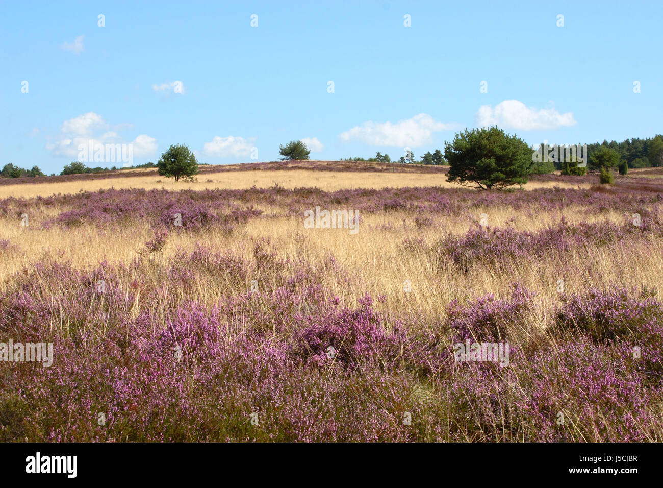 Lneburg heath. 4 foto Foto Stock