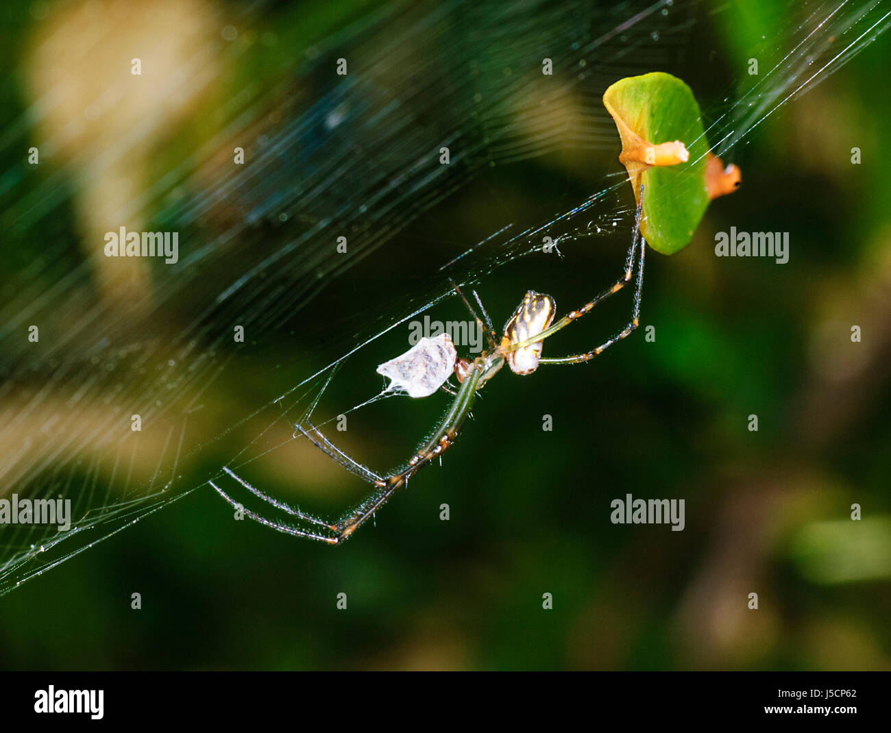 Silver Orb Spider di tessitura o Humped Ord tessitura o ragno Camel Spider (Leucauge granulata) con avvolto in preda, Nuovo Galles del Sud, NSW, Australia Foto Stock