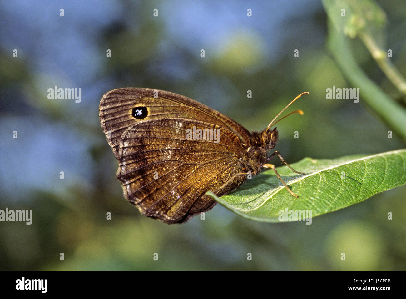 Bruno marrone brunette butterfly farfalle più marroncino minois dryas blauugiger Foto Stock