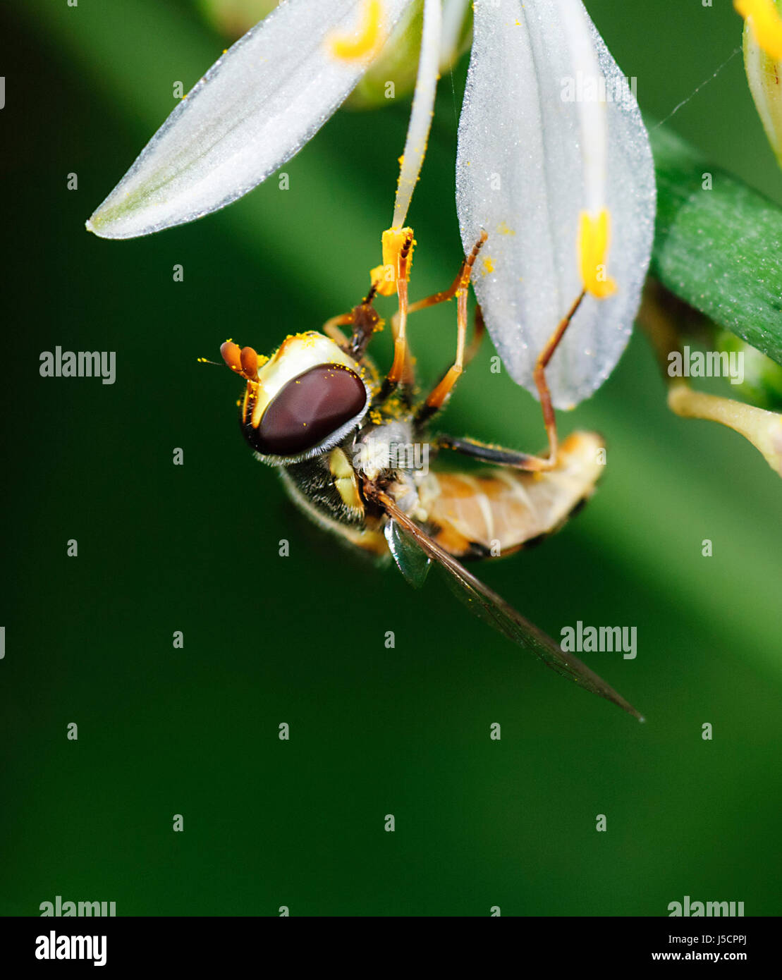 Giallo-spallamento Stout Hover Fly (Simosyrphus grandicornis) nettare di impollinazione su un flowerhead, Nuovo Galles del Sud, NSW, Australia Foto Stock