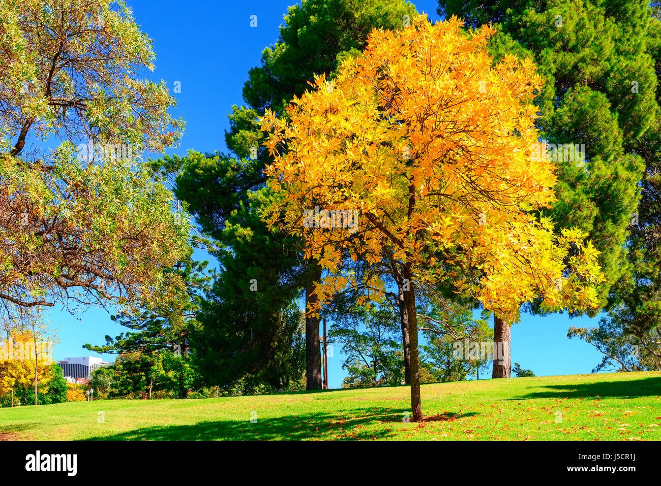 Di colore giallo brillante albero nella città di Adelaide parklands vicino al fiume Torrens, Sud Australia Foto Stock