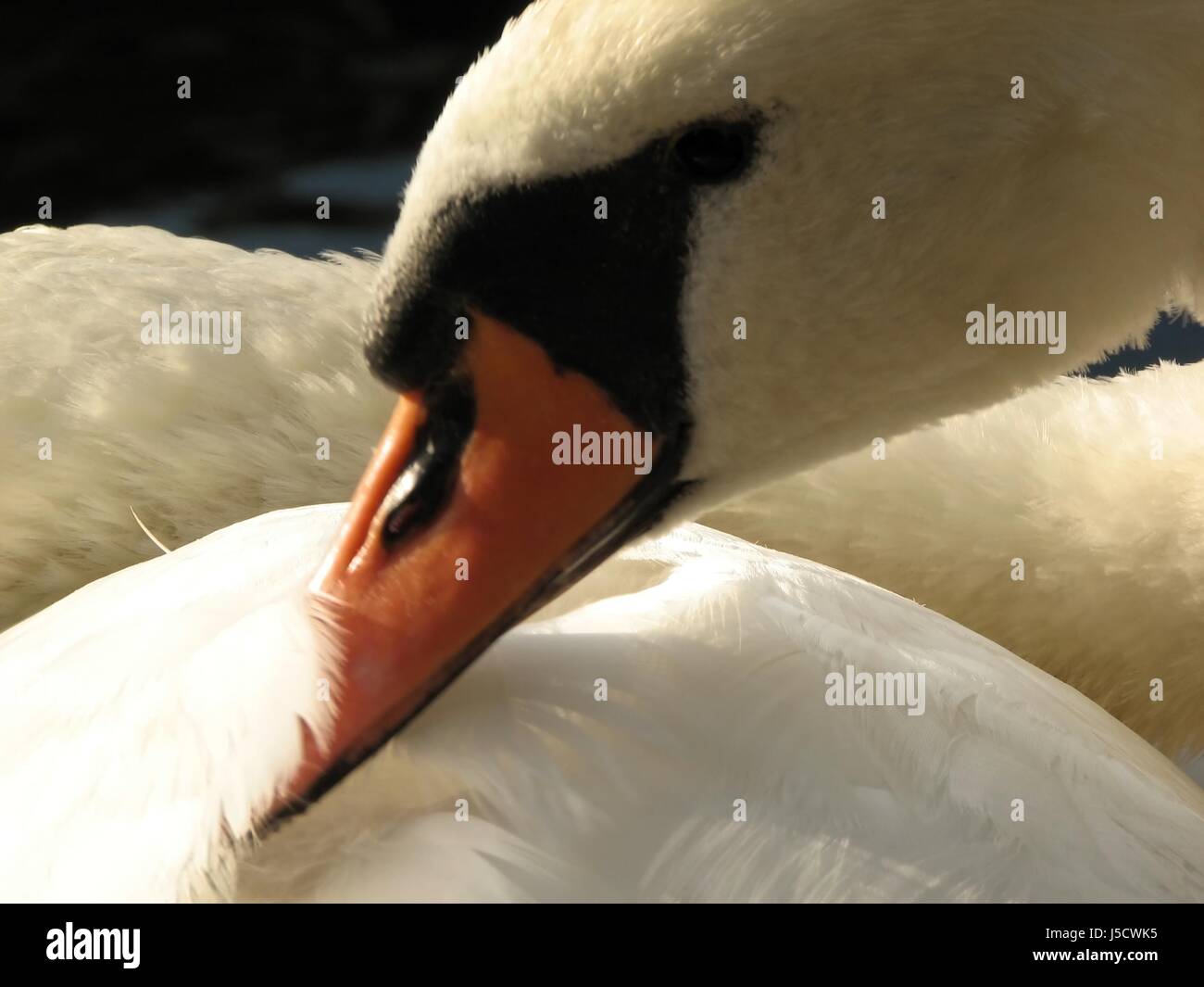 Macro Close-up di ammissione macro vista ravvicinata bird cigni cigno animale degli uccelli Foto Stock