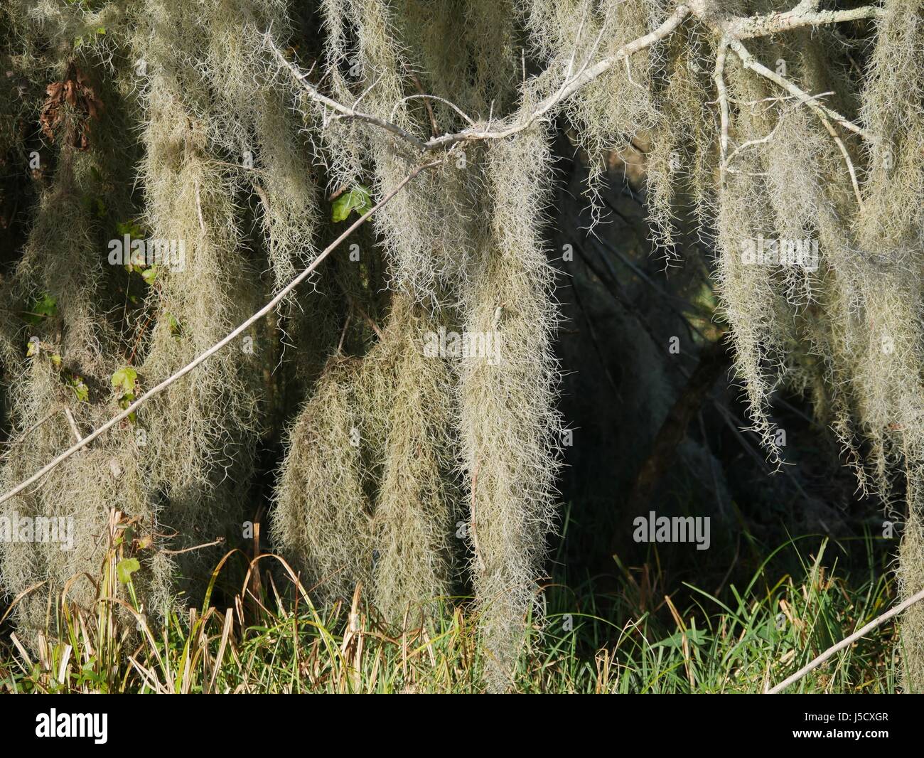 Vitigni spessa di muschio Spagnolo appendere da alberi da riverside Foto Stock