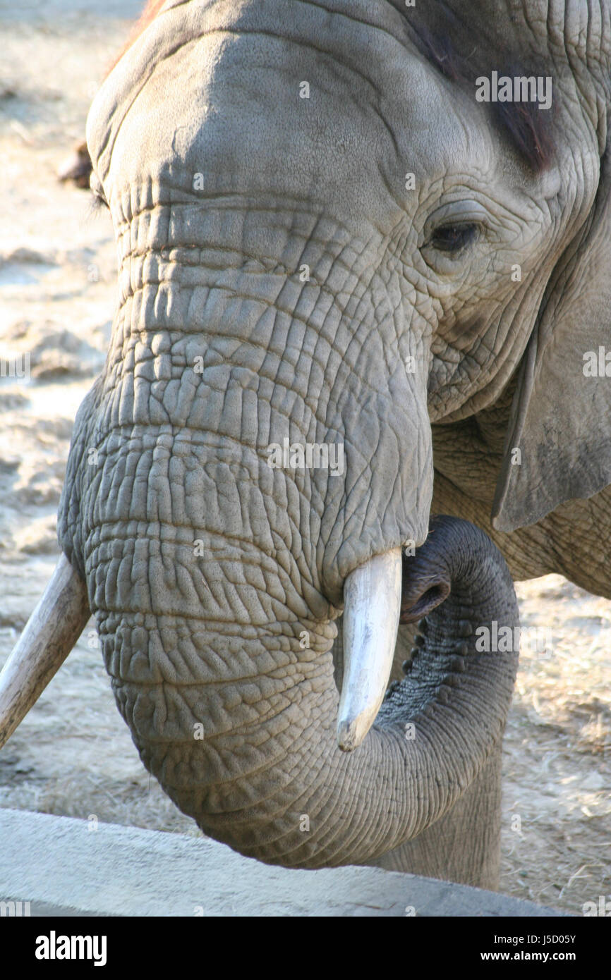 ,Animale mammifero,elephant, avorio, brosmio,savannah,african,erbivoro,rssell Foto Stock