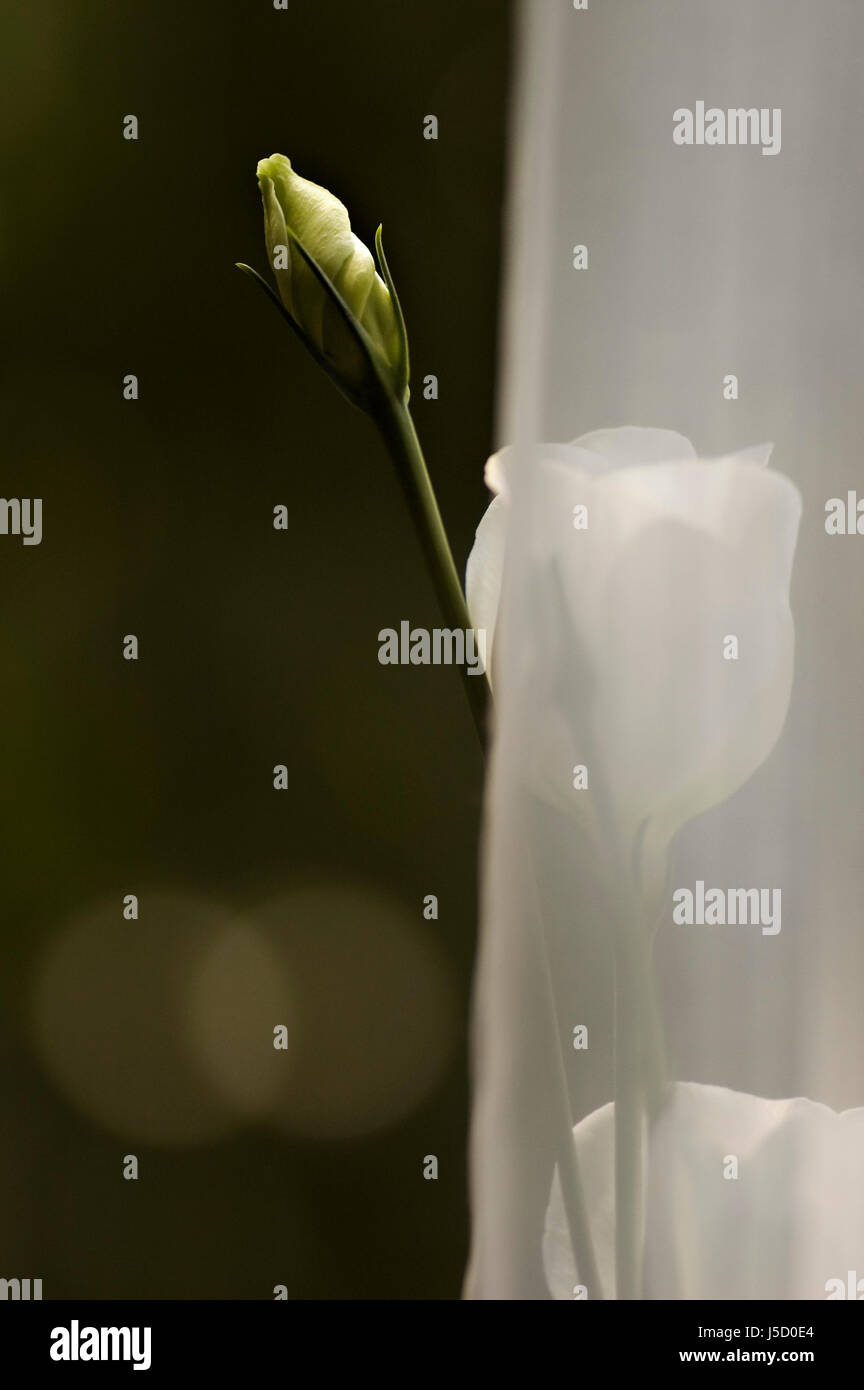 come un modello... Foto Stock