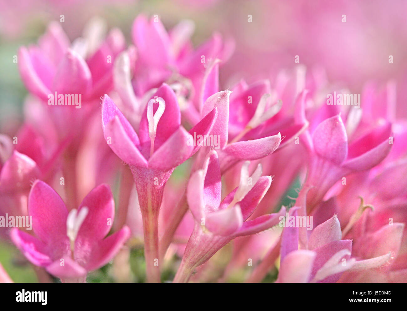 Giardino di piante e fiori bloom blossom fiorire giardini fiorenti natura rosa Foto Stock