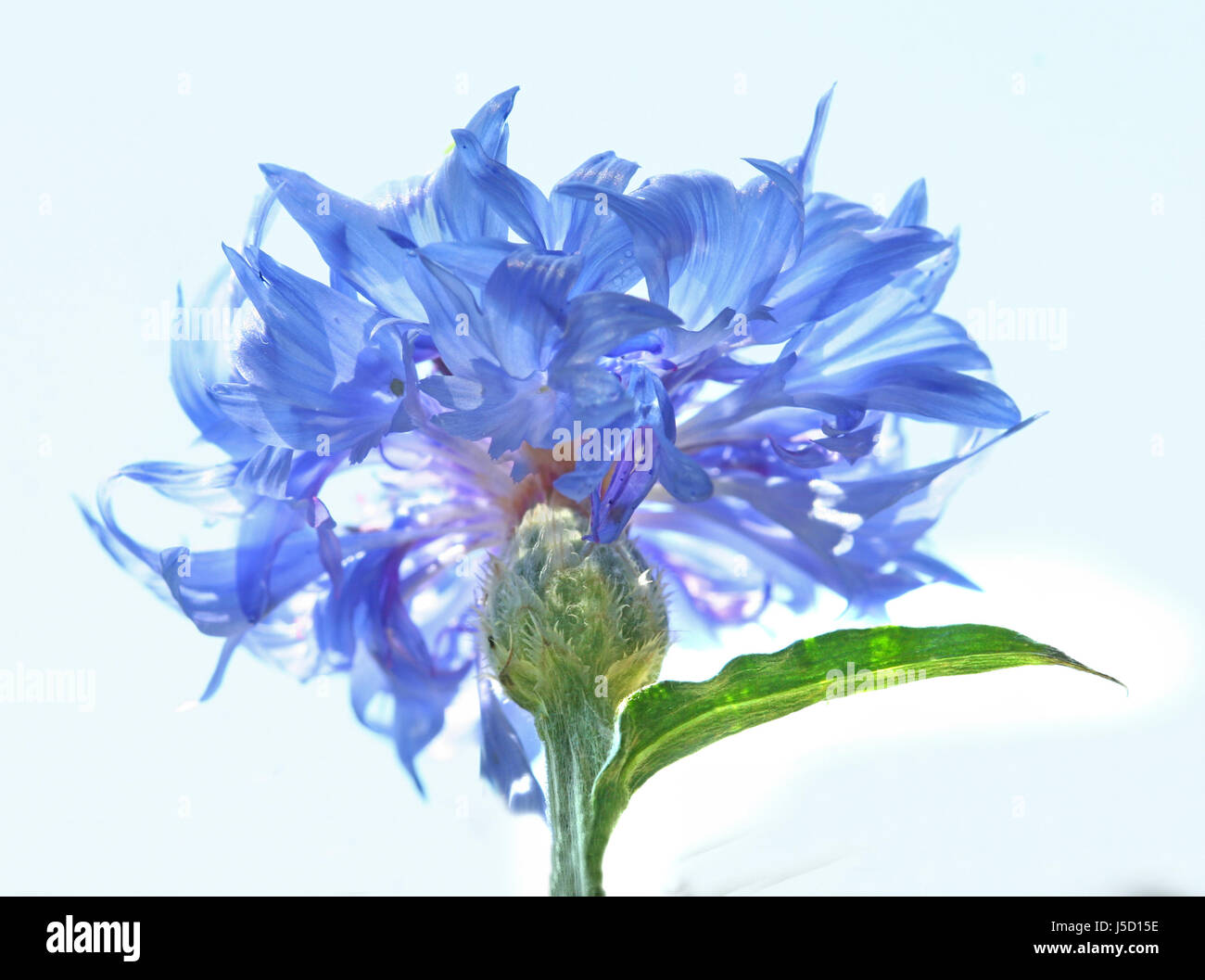 Blu fiore pianta bloom blossom fiorire rigogliosa natura alta fiordaliso-key Foto Stock