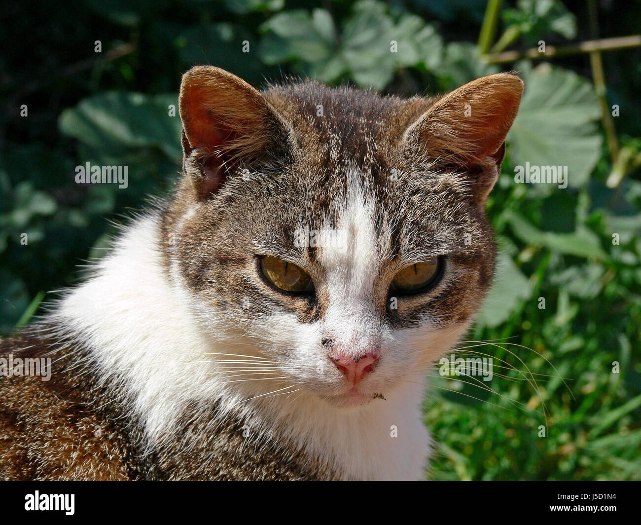 Triste animali domestici gatti solitario wildcat savaged enunciati scettici nei confronti degli animali domestici gatti Foto Stock