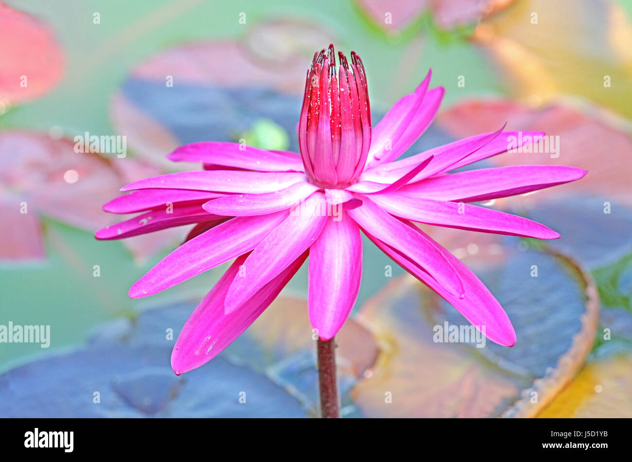 Piante e fiori bloom blossom fiorire fiorente pastello viola ninfee lotus Foto Stock