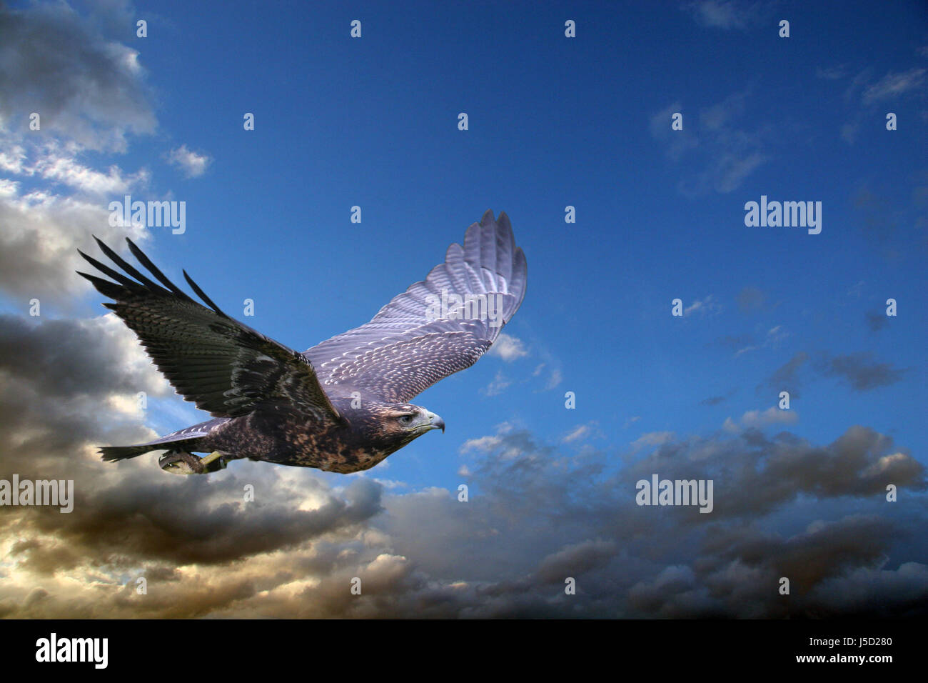 Volo di uccello rapace uccelli rapaci sera drammatica piume di coda vista laterale Foto Stock