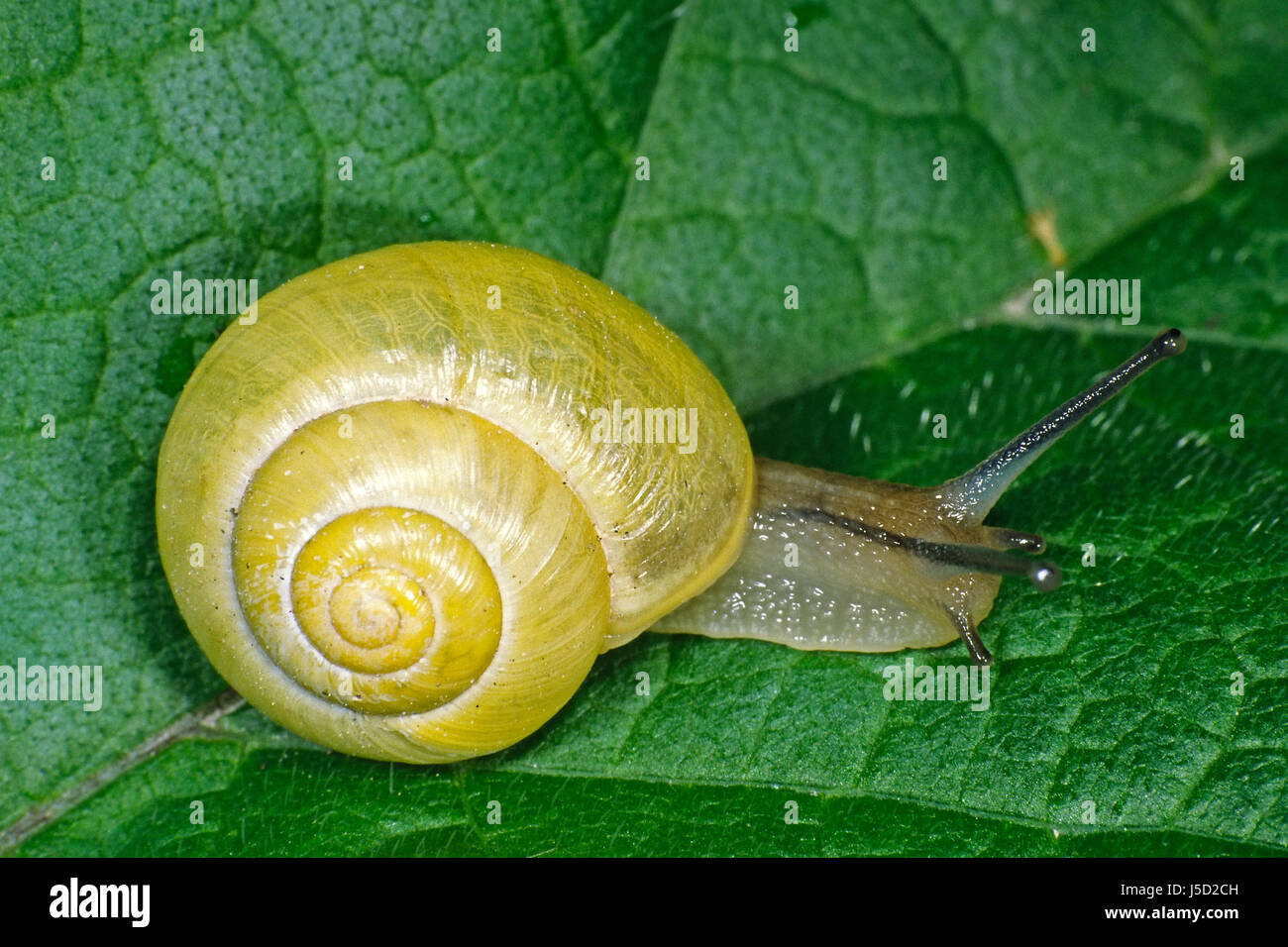Mollusco escargots Sundial Shell molluschi Cepaea nemoralis gartenschnecke Foto Stock