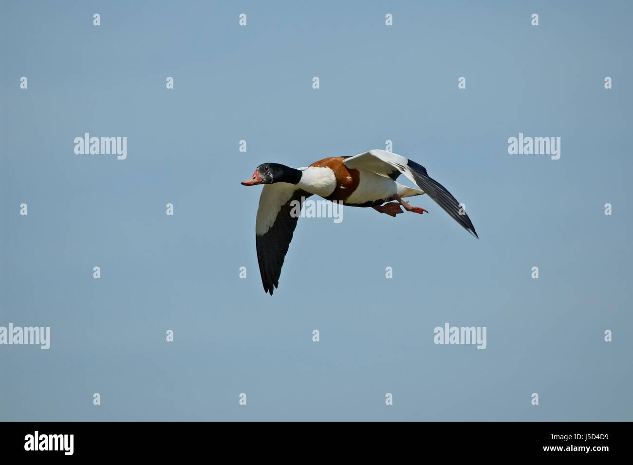 Blu uno laterale goose firmamento cielo vola vola vola battenti 479 brandgans Foto Stock