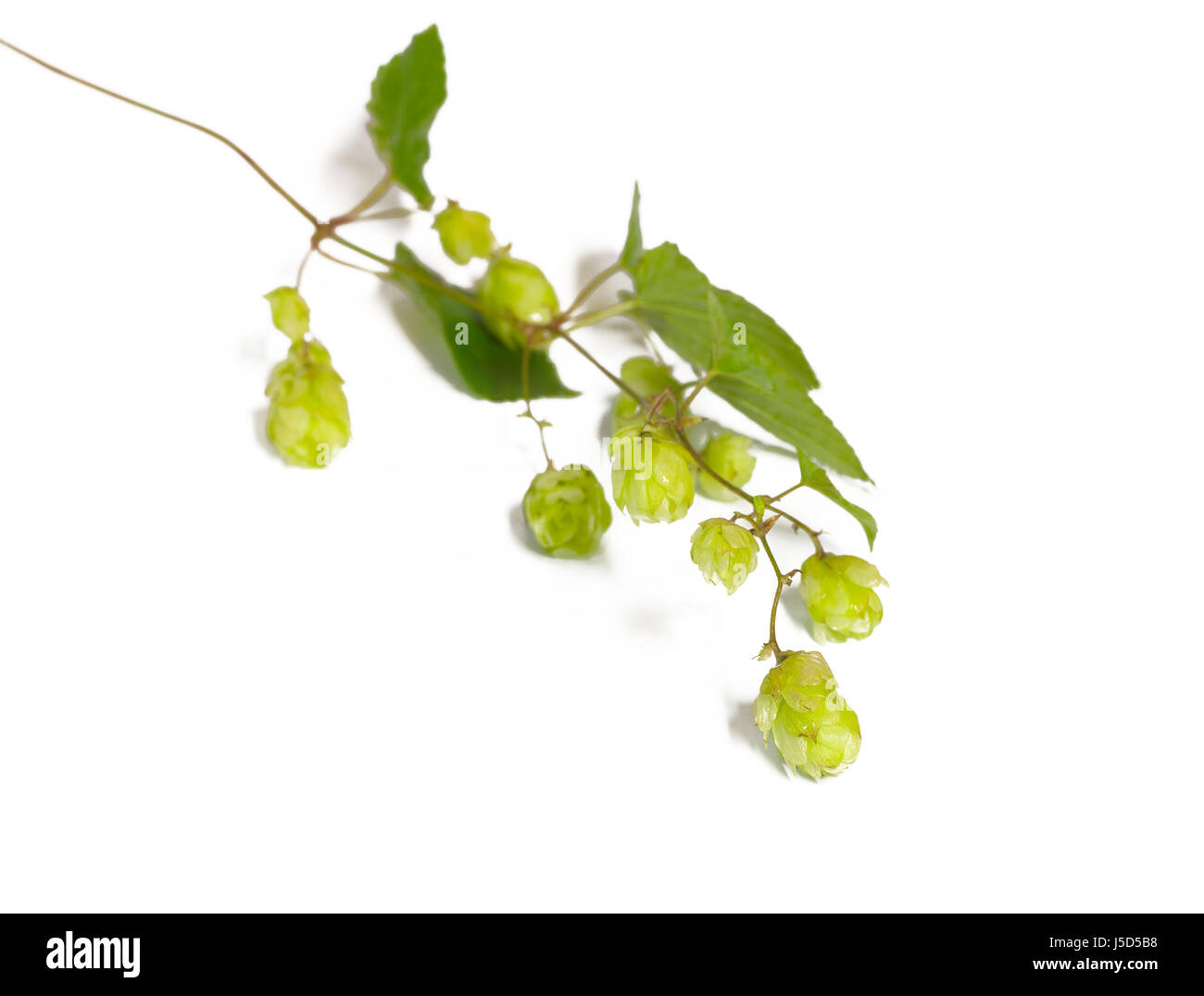 Pianta selvatica verde lascia vuoto europeo fiori caucasica sperma birra hop di spurgo Foto Stock