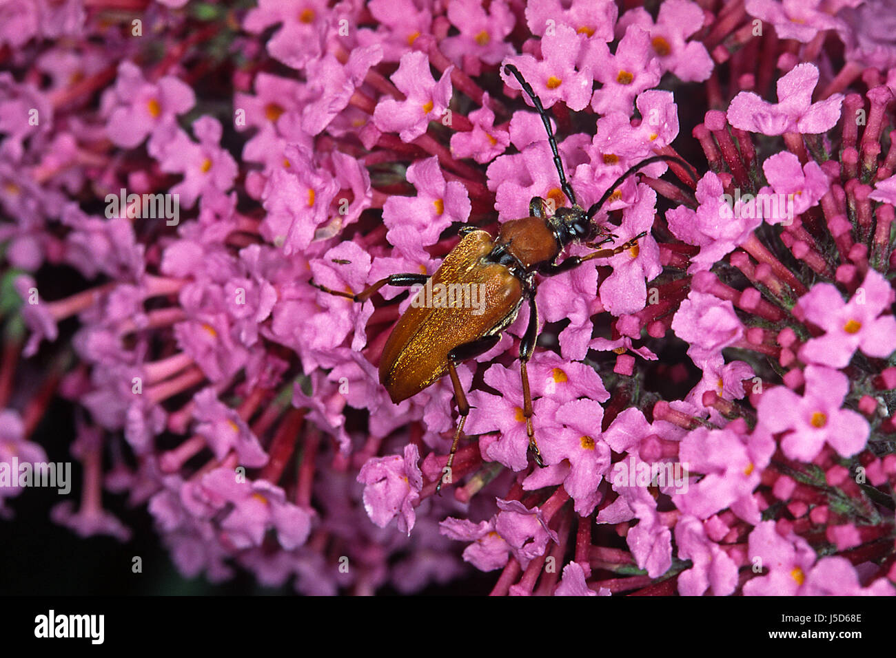 Insetti di colore bruno marrone brunette beetle più marroncino leptura rubra rothalsbock Foto Stock