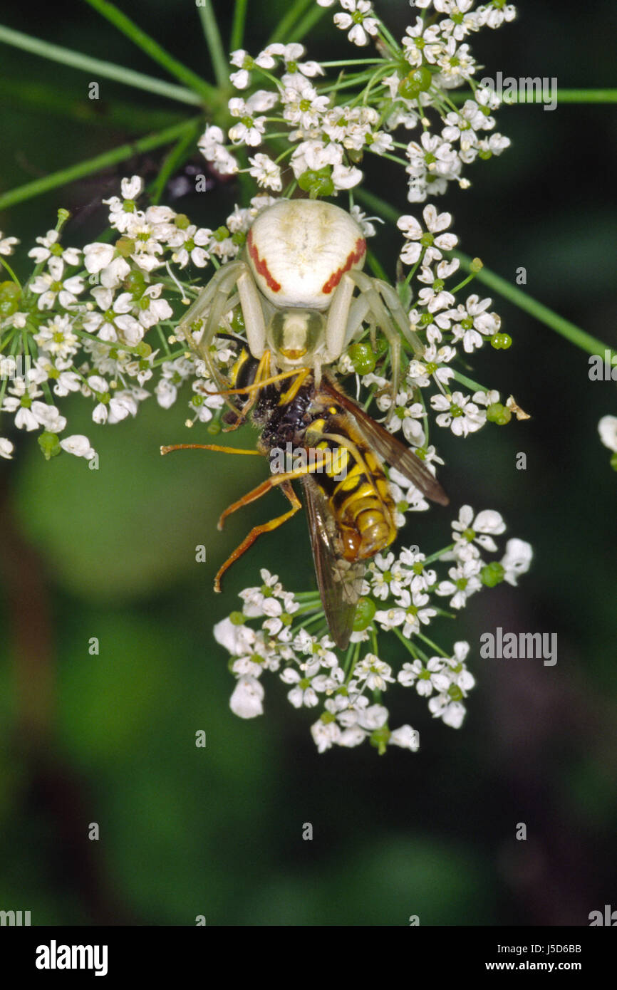 Insetti spin wasp camouflage vespe kill raggiungere deads misumenia cattura spec Foto Stock