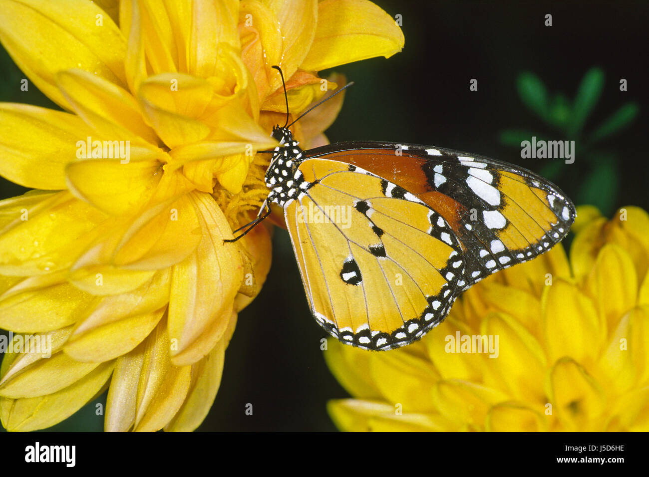 Danaus chrysippus monarca africano Foto Stock