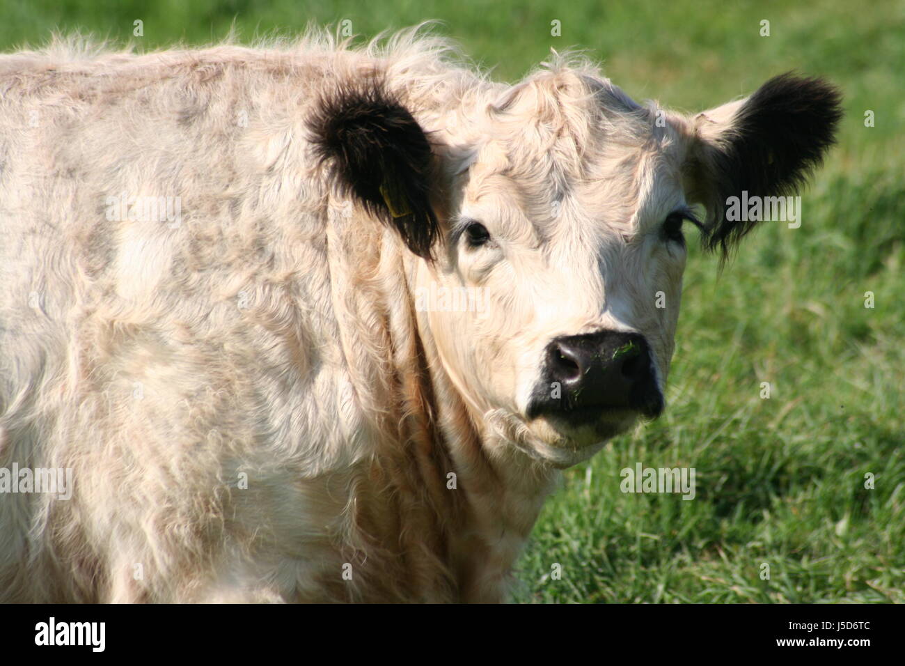 Il pet agricoltura allevamento bovino in Inghilterra allevamento allevamento del bestiame parco bianco Foto Stock