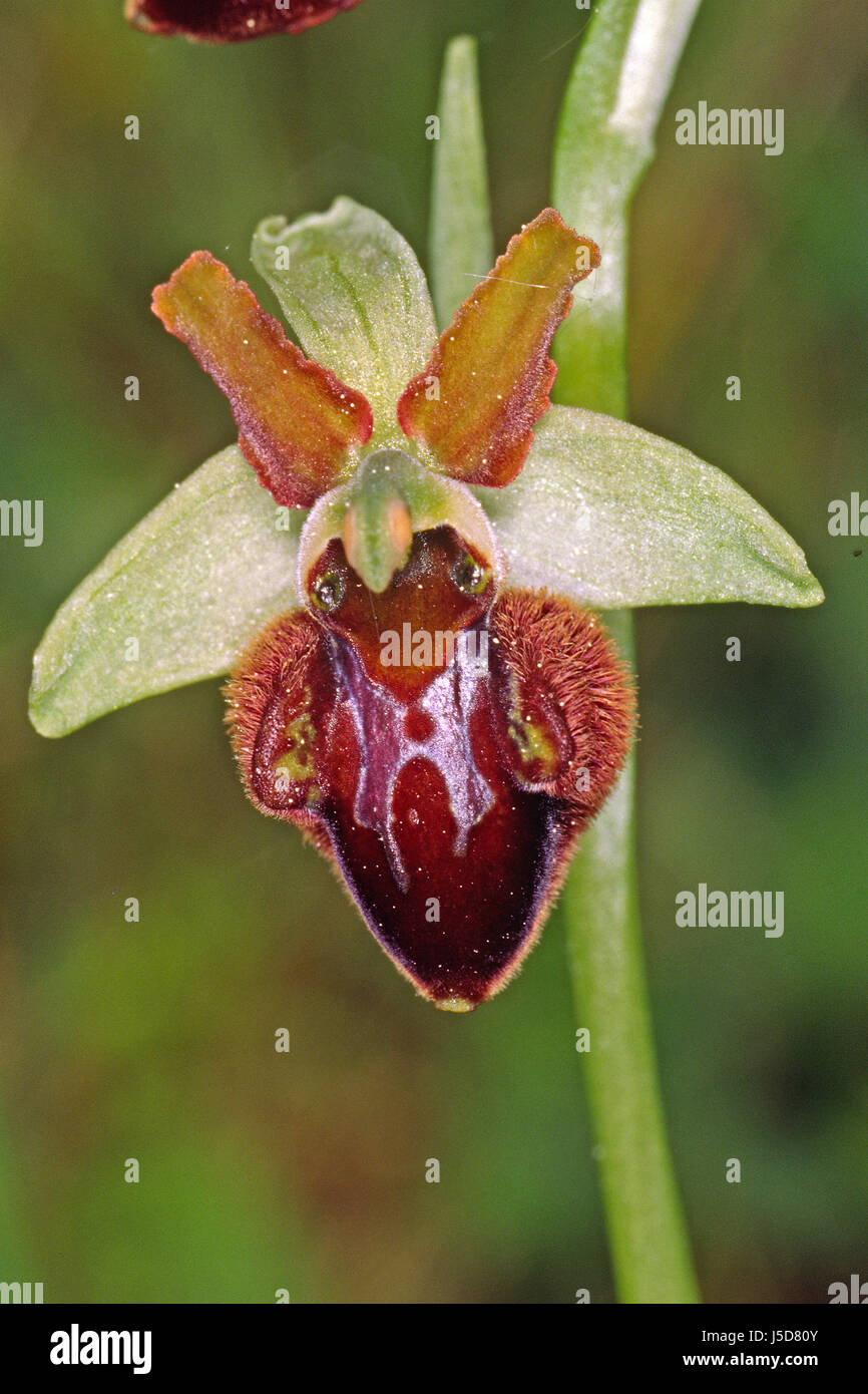 Fiore pianta fiori di orchidea ophrys sphegodes spinnen-ragwurz spinnenragwurz Foto Stock