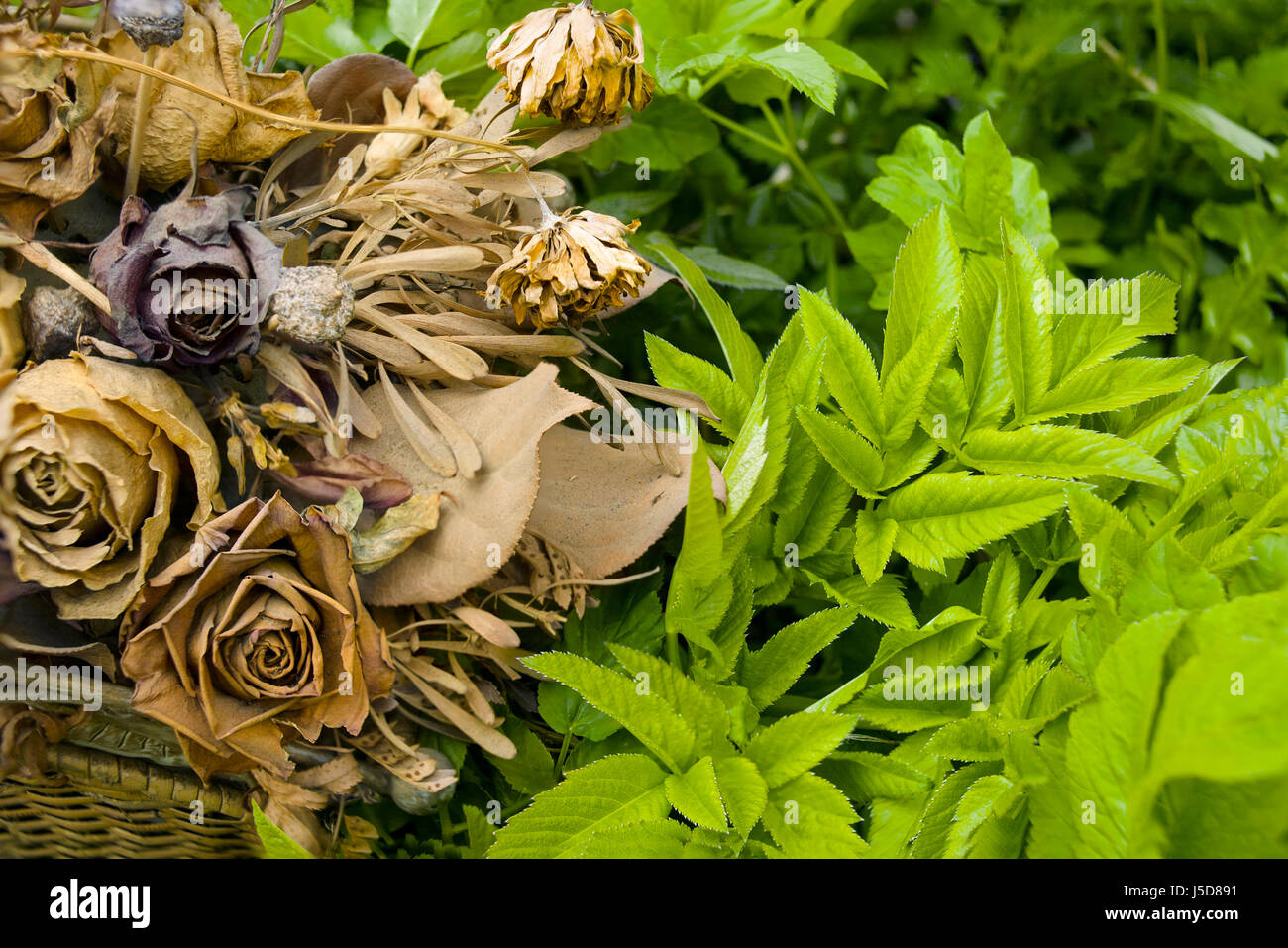 Asciugare i fiori e le piante vive closeup, concetto di cambiamento delle stagioni Foto Stock