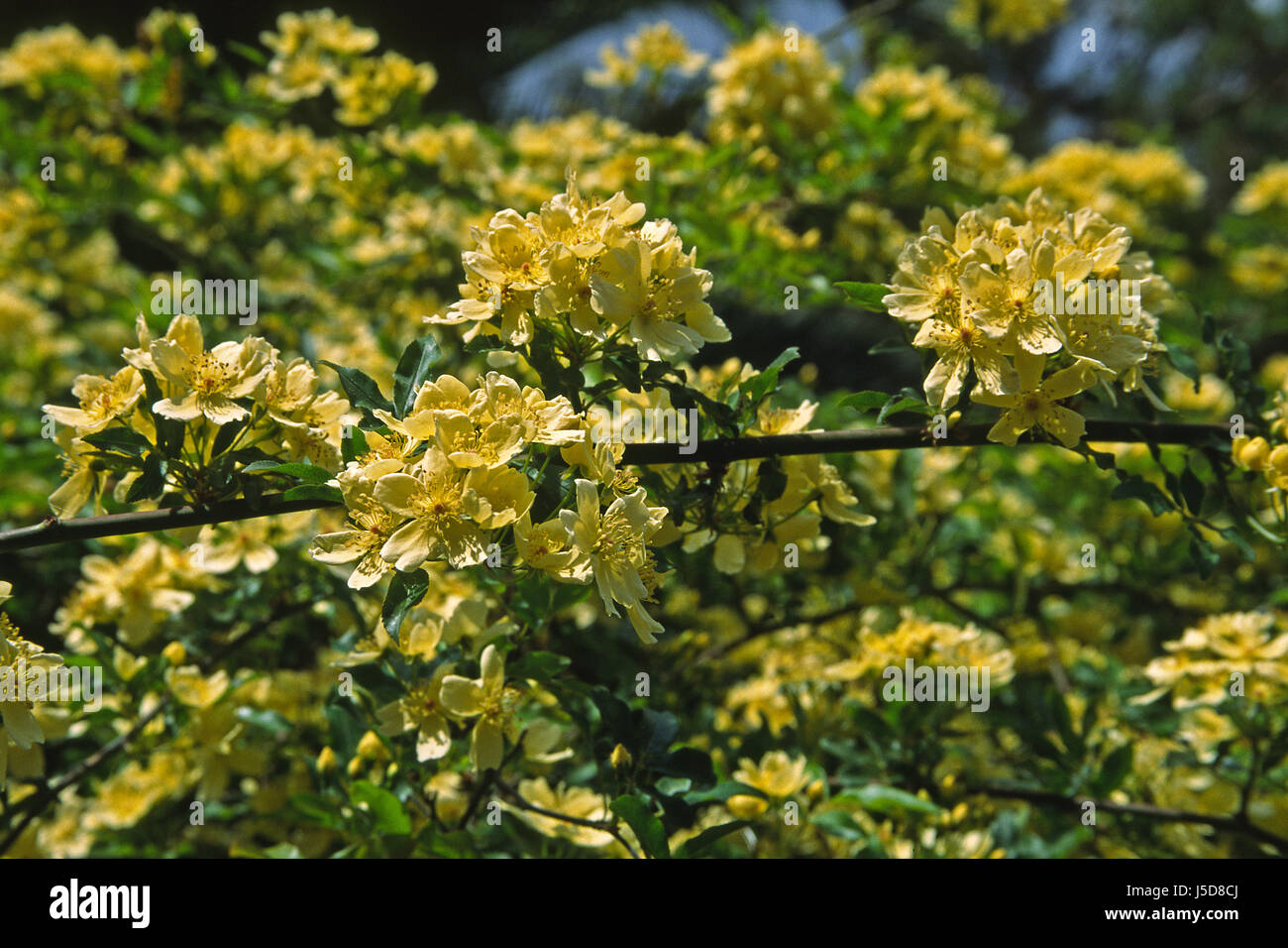 Rosa banksiae f. lutescens,wildrose Foto Stock