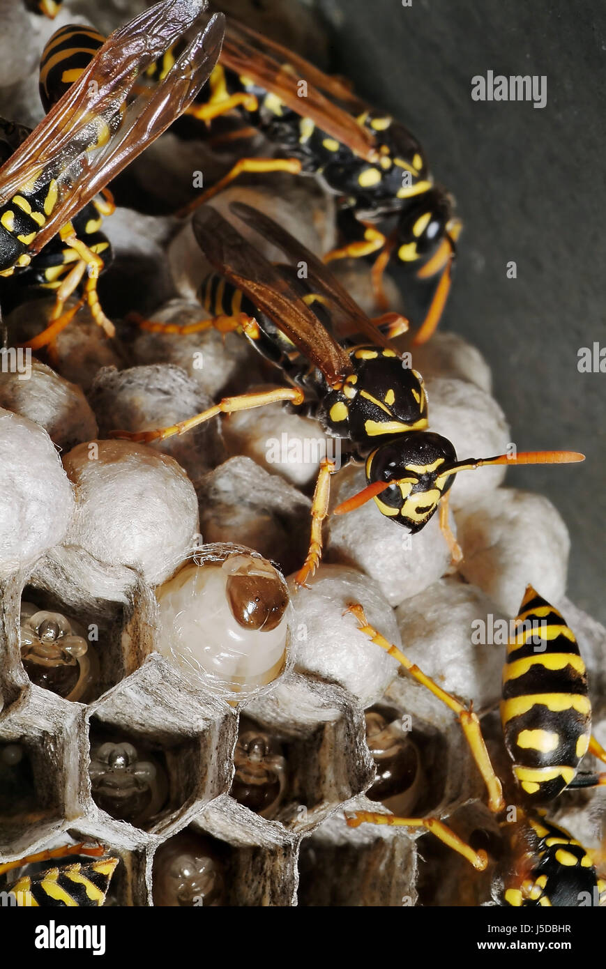 Dall'album di famiglia di vespe. Foto Stock