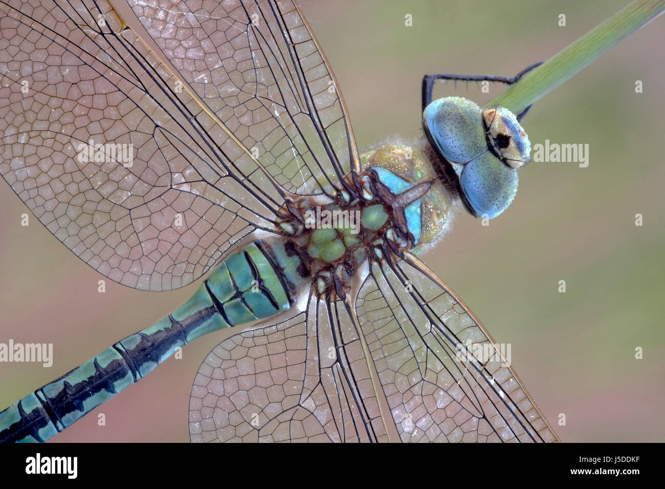Macro Close-up di ammissione macro vista ravvicinata occhi ala dragonfly banner Foto Stock