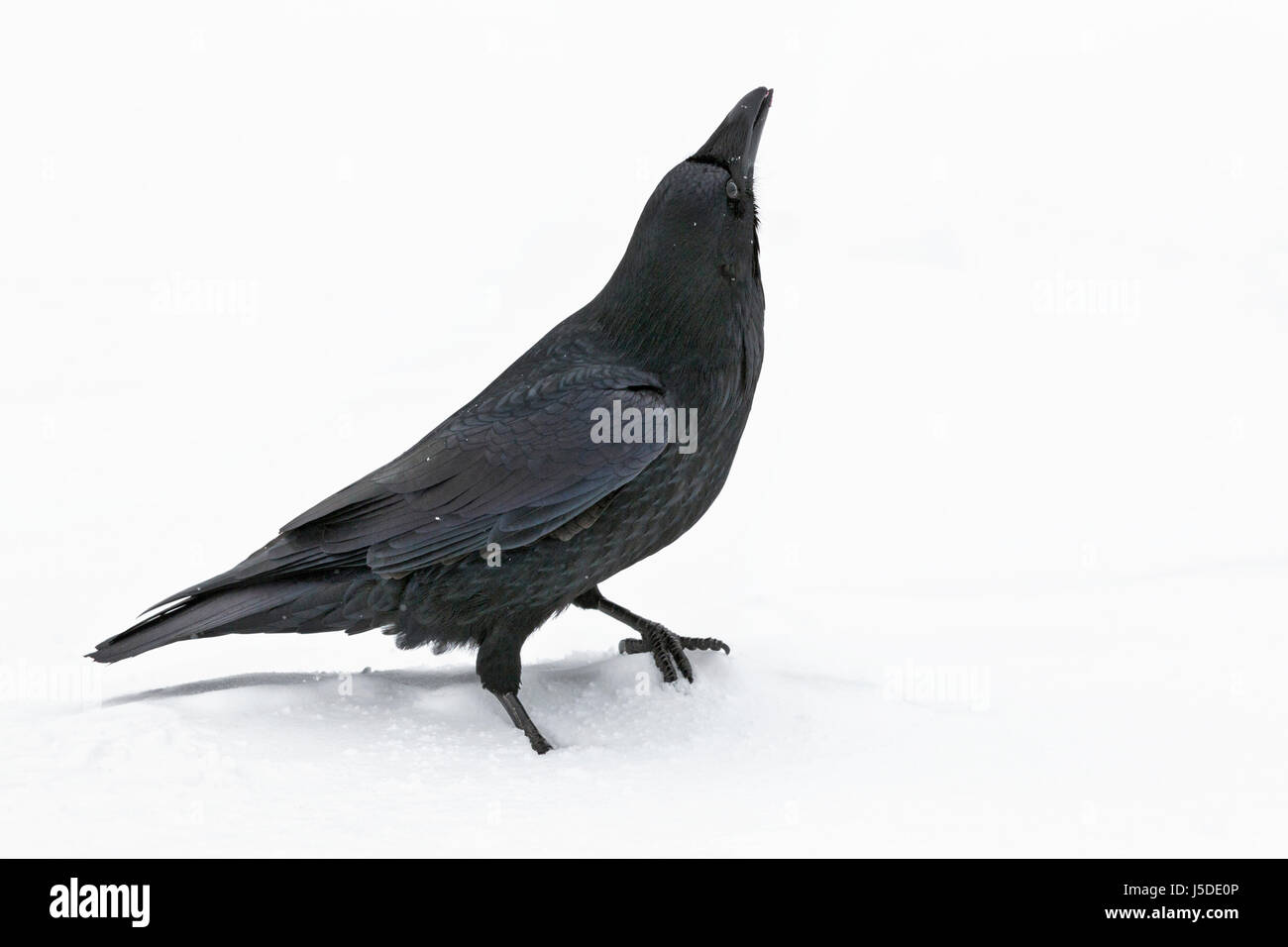Raven - Corvus corax Foto Stock