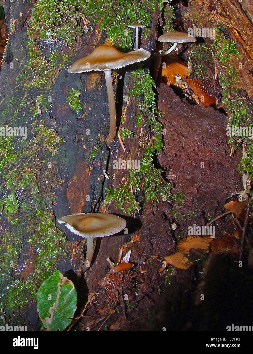 Macro Close-up di ammissione macro vista ravvicinata tronco funghi fungo fungo Foto Stock