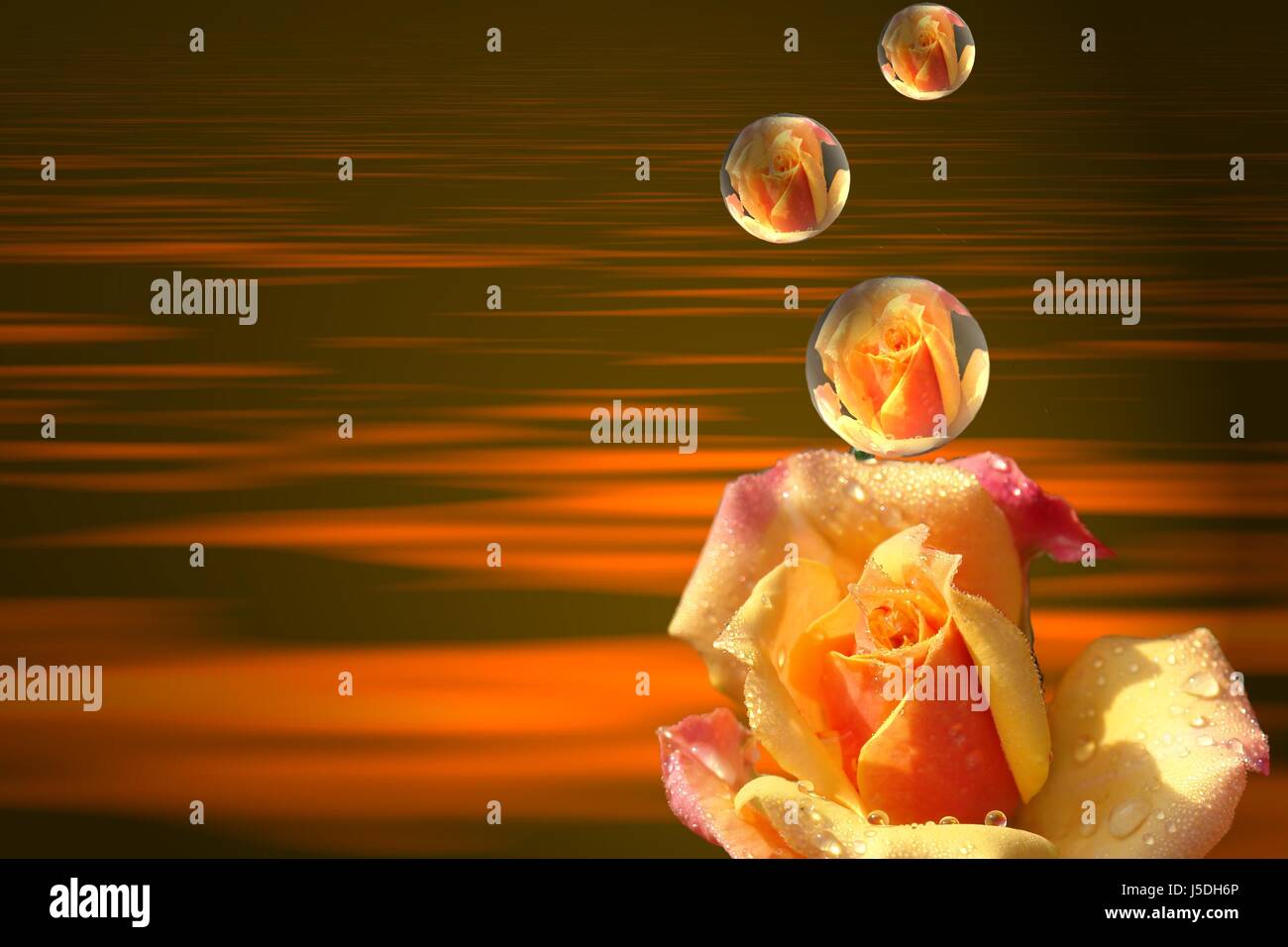 rosa fuoco Foto Stock