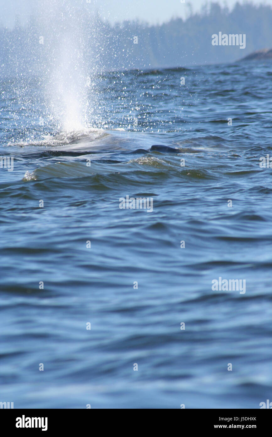 Canada wal buckelwal blauwal grauwal orca killerwal whale watching kanada Foto Stock