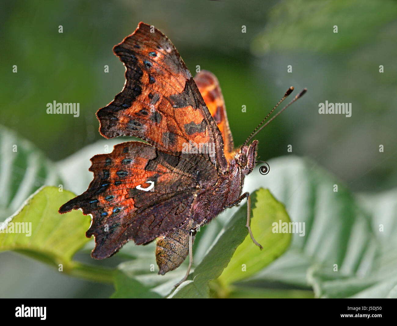 Animale arancione farfalla insetto moth natura c-vacillare tagfalter polygonia c-album Foto Stock