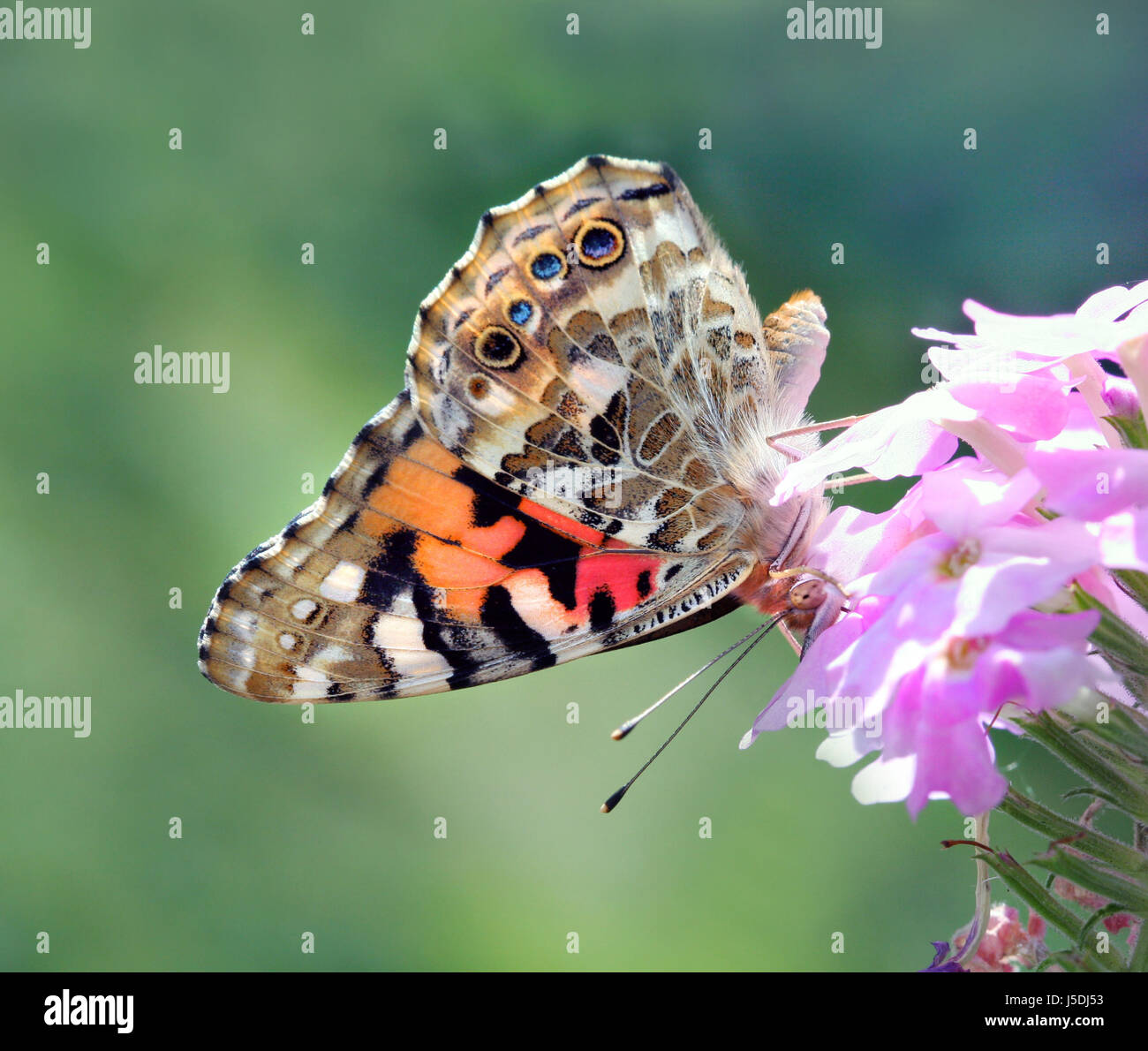 Animali farfalla insetto moth natura distelfalter edelfalter vanessa vanessa Foto Stock