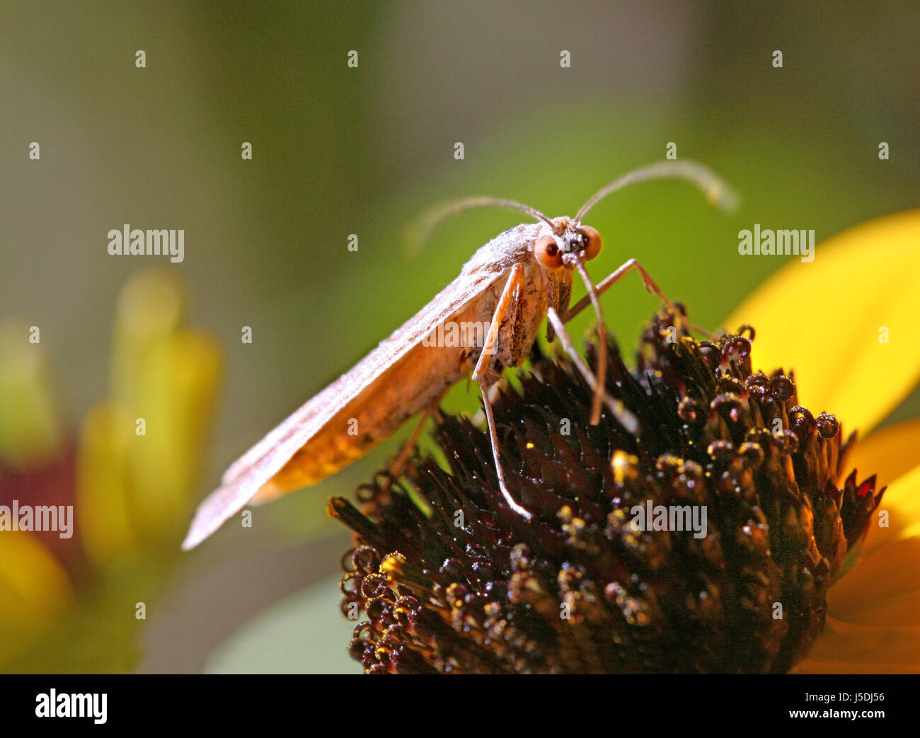 Animale insetto bruno marrone brunette butterfly look sguardo vedi vista guardando Foto Stock