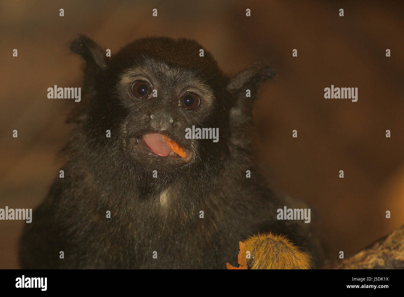 Foraggi animali mammiferi monkey perplesso spaventare spaventare humanoid scioccato la natura Foto Stock
