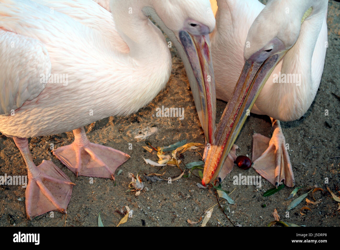 Gambe lotta sostengono la messa in bandiera di becco waterfowls pelican waterfowl gerarchia disputare Foto Stock