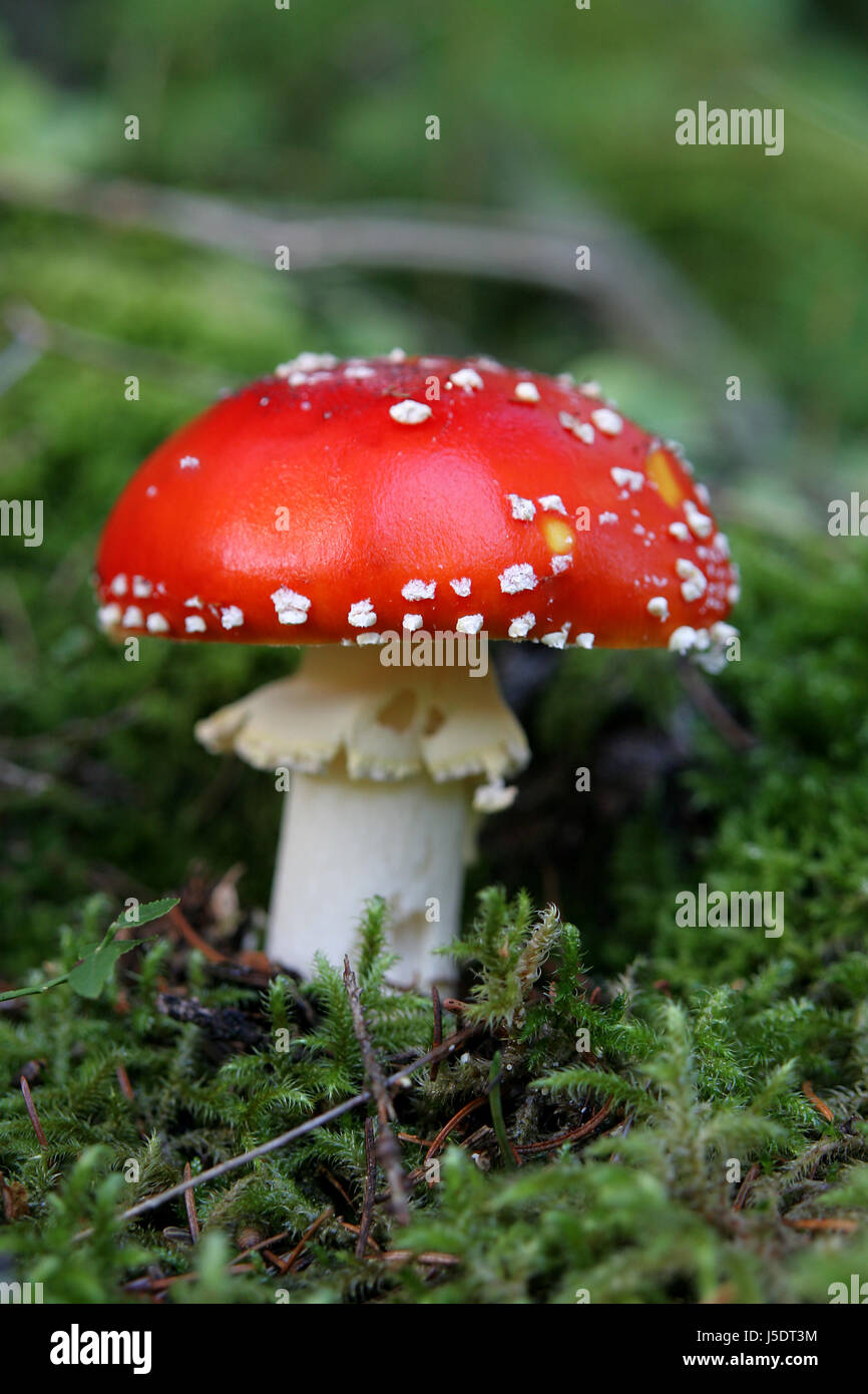 fortunato Foto Stock