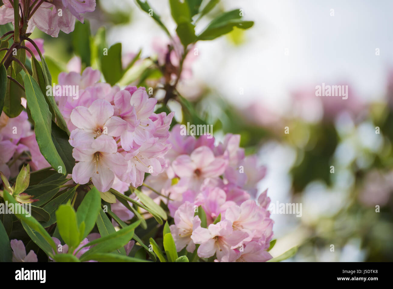 Rhododendron massimo di fiori di colore rosa Foto Stock